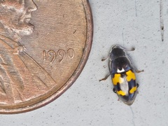 Glischrochilus fasciatus