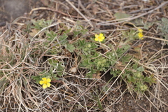 Potentilla wimanniana