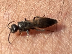 Tiphiinae