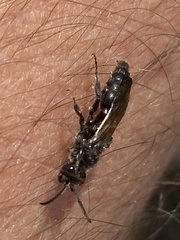 Tiphiinae
