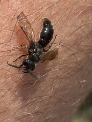 Tiphiinae