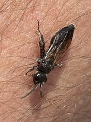 Tiphiinae