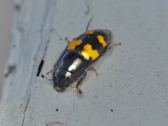 Glischrochilus fasciatus