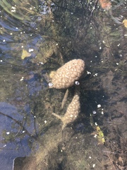 Pectinatella magnifica