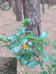 Palicourea boqueronensis