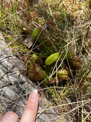 Drosera binata