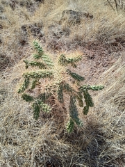 Cylindropuntia fulgida
