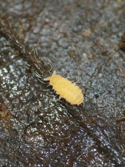 Monobella grassei