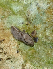 Tandonia rustica