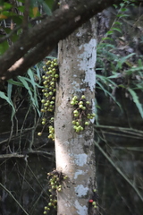 Ficus racemosa