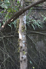 Ficus racemosa