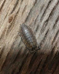 Porcellio monticola