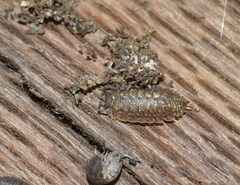 Porcellio monticola