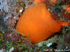 Aplidium elegans