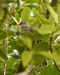 Hypsipetes borbonicus