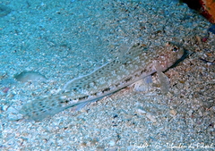 Gobius geniporus