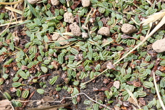 Alchemilla diplophylla