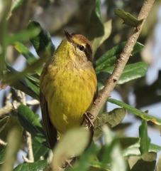 Setophaga palmarum hypochrysea