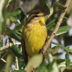 Setophaga palmarum hypochrysea