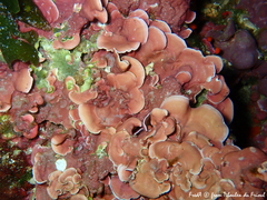 Mesophyllum expansum