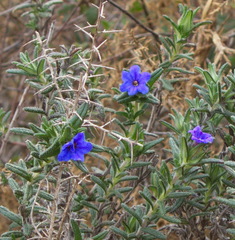 Glandora prostrata