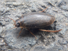 Rhantus binotatus