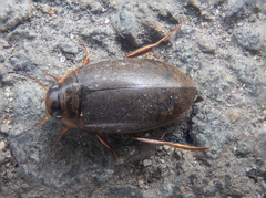 Rhantus binotatus