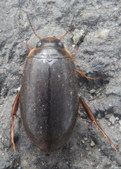 Rhantus binotatus