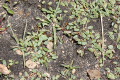 Alchemilla diplophylla