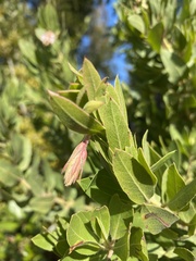 Arctostaphylos virgata
