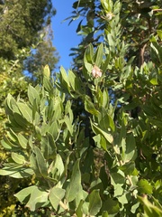 Arctostaphylos virgata