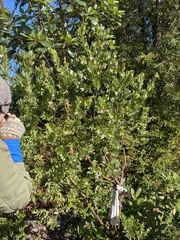 Arctostaphylos virgata