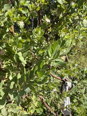 Arctostaphylos virgata