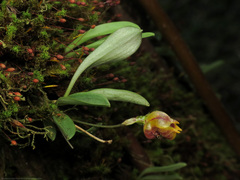 Masdevallia
