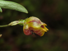 Masdevallia