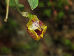 Masdevallia