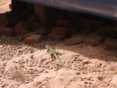 Ameiva praesignis