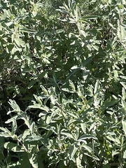 Salvia leucophylla