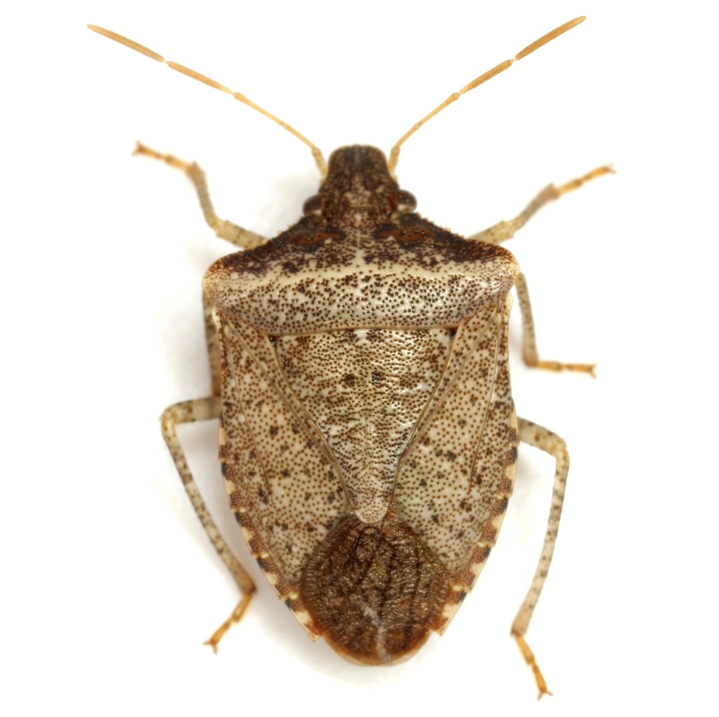 Pale-lined Stink Bug