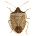 Euschistus obscurus - Photo (c) Mike Quinn, Austin, TX, some rights reserved (CC BY-NC), uploaded by Mike Quinn, Austin, TX