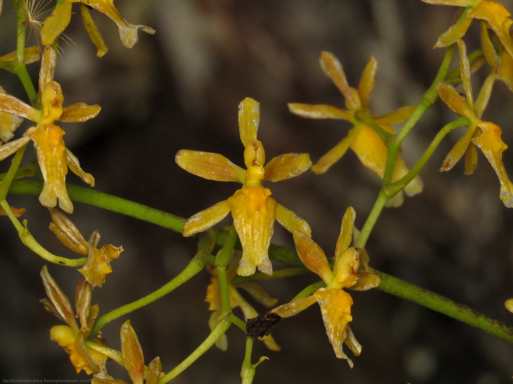 Golden Dancing Lady Orchid