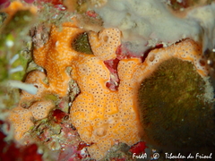 Polysyncraton bilobatum