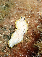 Prostheceraeus moseleyi