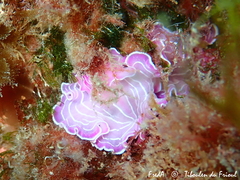 Prostheceraeus roseus