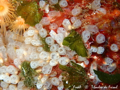 Pycnoclavella atlantica
