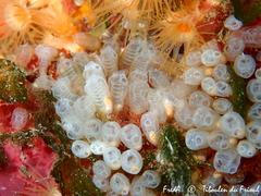 Pycnoclavella atlantica