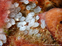 Pycnoclavella communis