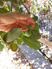 Calophyllum