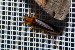 Nacerdes carniolica
