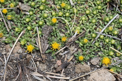 Senecio humillimus